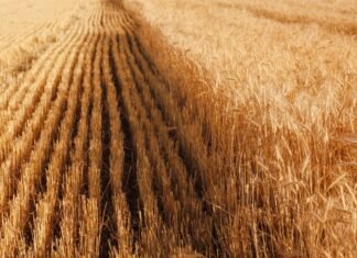 Экспортные цены на ячмень выросли из-за дефицита предложения