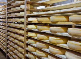 В Тернополе построят завод по производству твердых сыров мощностью 10 тонн в день