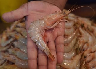 Объемы переработки креветок в Индонезии упали на треть после обнаруженной в них радиации