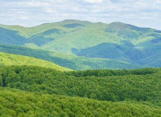 В Карпатах откажутся от сплошных рубок. Глава Гослесагентства: Это революция