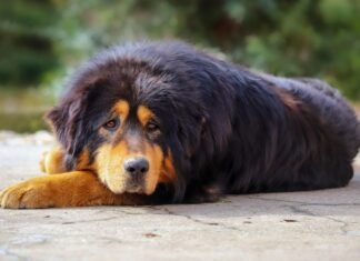 В Китае продали самую дорогую собаку в мире: сколько она стоит и есть ли такая порода в Украине (фото)