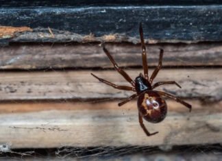 Первое в мире наблюдение охоты крошечного паука на землеройку: у жертвы не было шанса (видео)