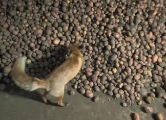 Украинец нашел невероятный «сюрприз» в куче картофеля (фото, видео)