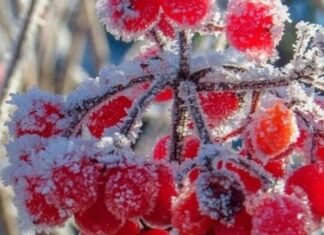 В Запорожской области снова ожидаются заморозки на почве