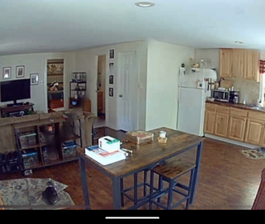 Женщина установила камеру наблюдения за кошкой: то, что любимица делает наедине, разбило ей сердце (фото)