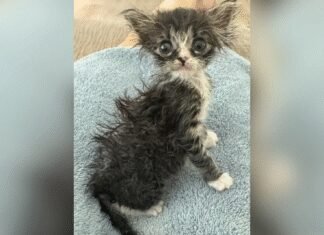 Женщина приютила крошечного котенка: она не была готова к тому, что из него выросло (фото)