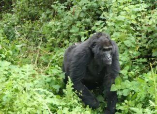 У горилл и людей есть нечто общее: перестают размножаться задолго до конца жизни