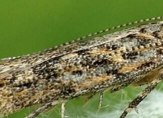 В Запорожье объявили карантин в трех районах из-за опасных вредителей