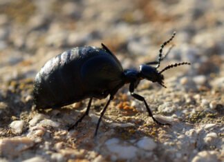 В Украине заметили токсичного жука: что это за насекомое и какую угрозу несет для человека (фото)