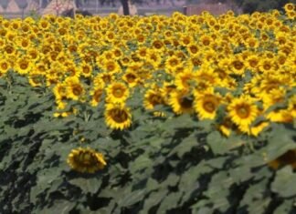 Цены на подсолнечник в Украине упали из-за обвала рынка масличных культур