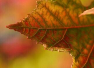 В Запорожье ожидаются туманы и до 18° тепла