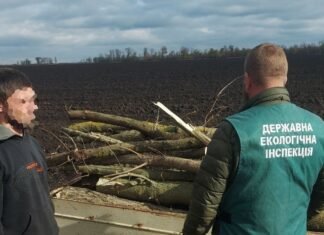 В Запорожском районе обнаружили незаконную вырубку деревьев в лесополосе