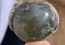 «Глазные яблоки моряков» свободно плавают в море: появились вовсе не в результате травм