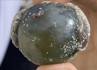 «Глазные яблоки моряков» свободно плавают в море: появились вовсе не в результате травм