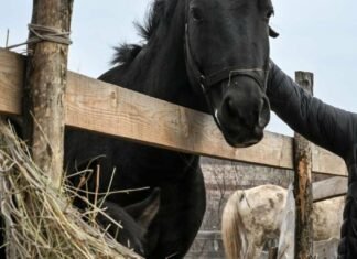 «Я хотела быть полезной»: история бухгалтера, которая создала ипоцентр для реабилитации ветеранов и детей