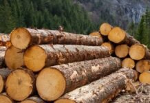 Украина запретила экспорт необработанной древесины