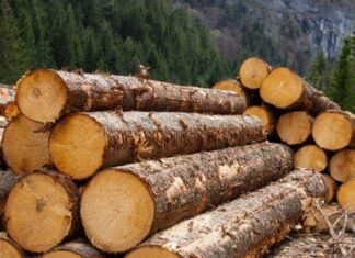 Украина запретила экспорт необработанной древесины