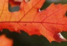 В Запорожье зарегистрировали два температурных рекорда