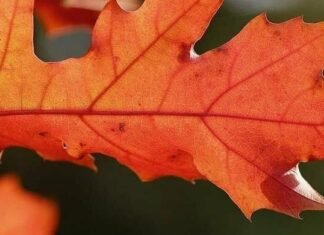 В Запорожье зарегистрировали два температурных рекорда