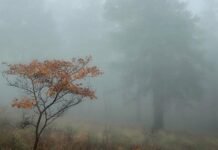 В Запорожской области прогнозируют туман