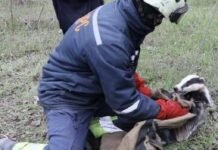 В Запорожье муниципальные спасатели вытащили барсука из канализации