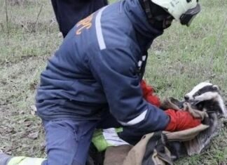 В Запорожье муниципальные спасатели вытащили барсука из канализации
