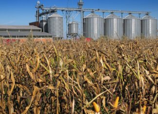 Урожай в Украине лучше, чем в прошлом году, но с его экспортом возможны проблемы – УЗА