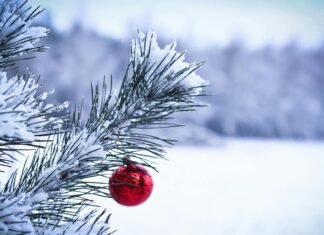 В Украине стартовали продажи праздничных елок. «Леса Украины» назвали цены