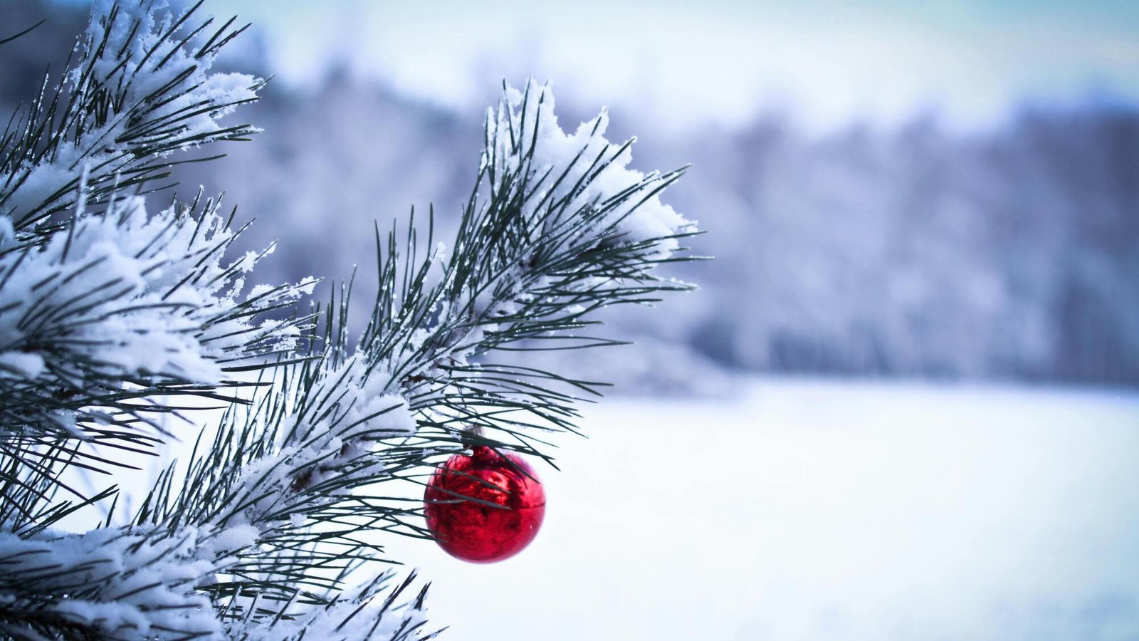 В Украине стартовали продажи праздничных елок. «Леса Украины» назвали цены