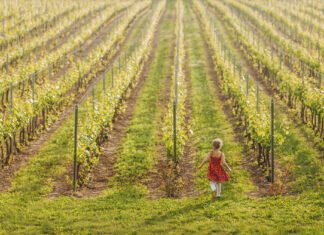 Путь ошибок. Как самая северная винодельня Украины «Виноман» дошла до медали Decanter