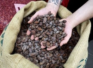 Профицит какао на рынке в этом сезоне может быть меньше, чем ожидалось. Цены колеблются