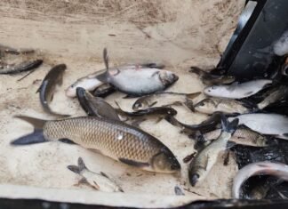 Аукционы на промышленный вылов рыбы в 2025 году принесли в бюджет более 50 млн грн