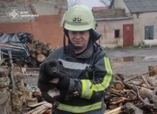 В Запорожской области сотрудники ГСЧС спасли щенка