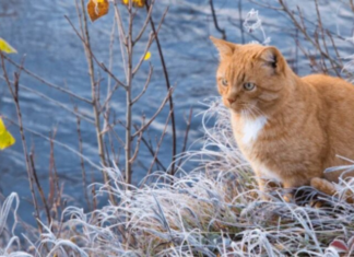 В Украину идет настоящая зима: синоптик назвала даты похолодания