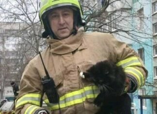 В Запорожье спасатели сняли с дерева кота, застрявшего на высоте пятого этажа