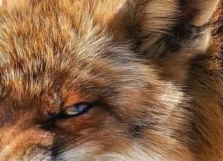 В Запорожской области сохраняется сложная ситуация с бешенством, но количество случаев болезни снизилось