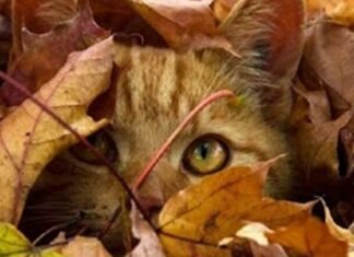 Погода на выходных в Запорожье: до +9° тепла и облачно