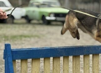 Запорожские спасатели получили усиление: в ГСЧС начинают работать две новые поисковые собаки