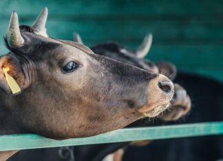 Украина открыла три новых рынка экспорта скота в Алжир