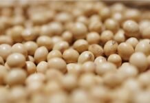 Китай за три месяца выполнил «план» Трампа по сое из США и перешел на более дешевую из Бразилии