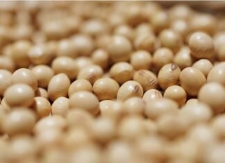 Китай за три месяца выполнил «план» Трампа по сое из США и перешел на более дешевую из Бразилии