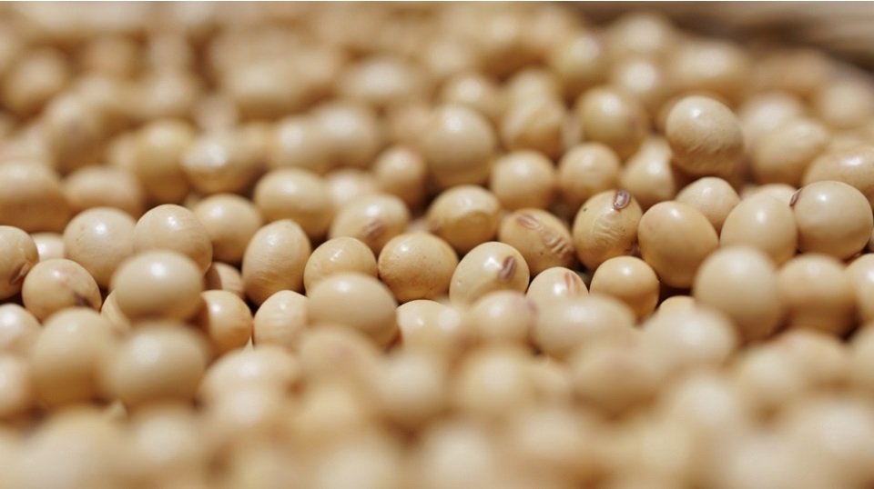 Китай за три месяца выполнил «план» Трампа по сое из США и перешел на более дешевую из Бразилии