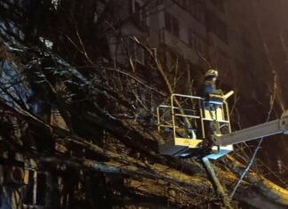 В Запорожье из-за непогоды повалило десятки деревьев