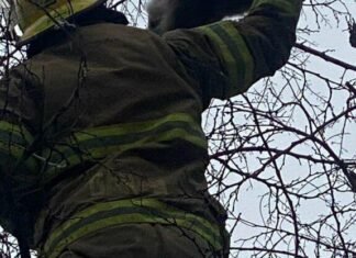 В Запорожье спасатели помогли застрявшему на дереве коту