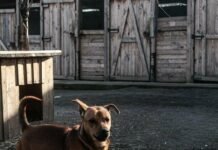 «Запорожьеоблэнерго» поможет восстановить приют для животных, пострадавший от атаки дрона