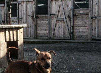 «Запорожьеоблэнерго» поможет восстановить приют для животных, пострадавший от атаки дрона
