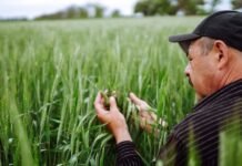 Украинский агроэкспорт: доля ЕС сократилась, растут поставки в Азию и Африку