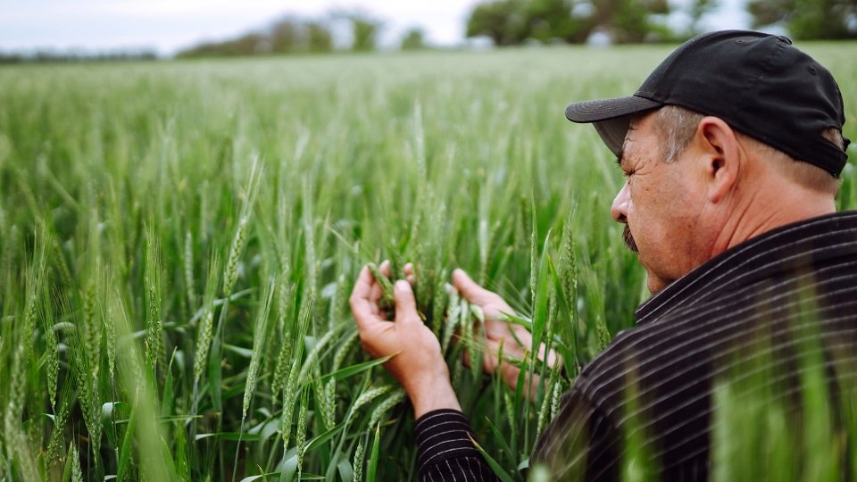 Украинский агроэкспорт: доля ЕС сократилась, растут поставки в Азию и Африку