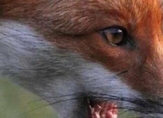 В Запорожской области за год выявили 19 случаев бешенства среди животных