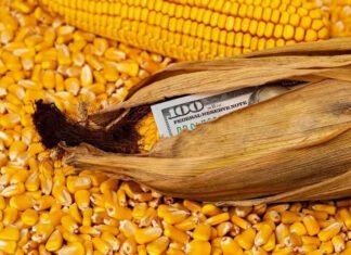 Эффект Тегерана. Как война в Иране поможет украинским аграриям заработать